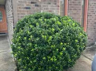Bush Trimming by Akeem Lewis for Anthony F. in Harvey, LA