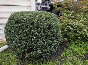 Bush Trimming by Rose Valle for Casey B. in Fairfax, VA