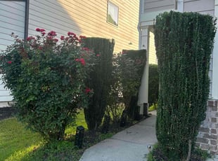 Paula N.'s Bush Trimming service result