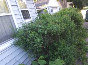 Bush Trimming by Hellen Seon for Dion J. in Roseville, MN