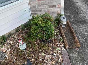Bush Trimming by John Andrews for Lizabeth H. in Nashville, TN