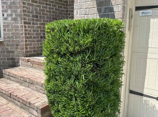 Laura P.'s Bush Trimming service result