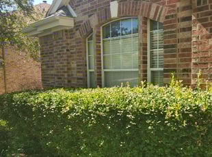Bush Trimming by Leobardo Sanchez for Bo G. in Austin, TX