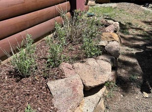 Mulching by Peggy Foster for Brandon L. in Lyons, CO