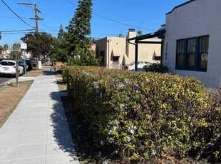 Bush Trimming by Nicholas Poulsen for David M. in San Diego, CA