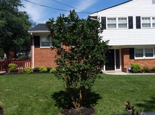 Bush Trimming by Zach Bini for Geri P. in Alexandria, VA