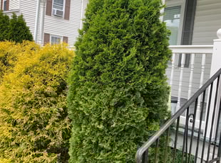 Bush Trimming by Andrew Perch for Hope J. in Worcester, MA