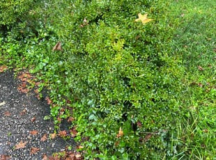 Bush Trimming by Ron Goldshmid for Mary beth H. in Charlotte, NC