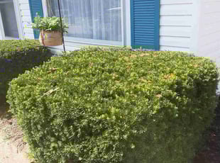 Bush Trimming by Caleb Patton for Torrance T. in Cincinnati, OH