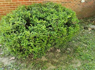 Bush Trimming by Joe Miller for James C. in Memphis, TN