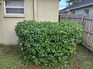 Bush Trimming by Charles Howard for Nichole M. in Zephyrhills, FL