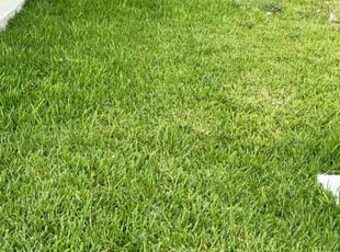 Nathaniel B.'s Lawn Care service result