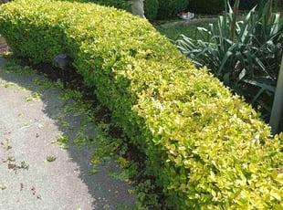Bush Trimming by Daniel Burton for JB T. in Orland Park, IL