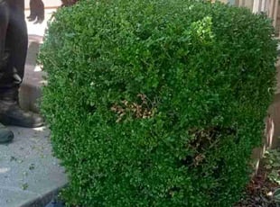 Bush Trimming by Lance Reynolds for Franklin C. in Kansas City, MO