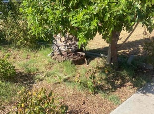 Weeding by Bobby Parris for Jose V. in Peoria, AZ