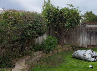 Bush Trimming by Ian Moreland for Blair K. in San Diego, CA