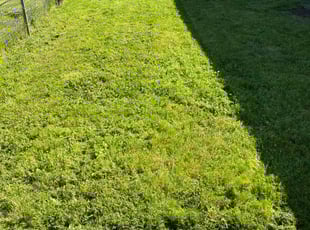 John P.'s Lawn Care service result