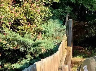 Bush Trimming by Keem James for Blair W. in Durham, NC