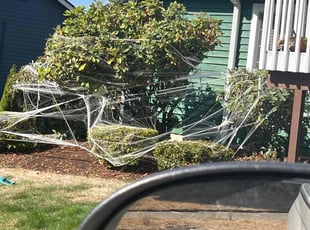 Bush Trimming by Jae Ayres for Matthew G. in Renton, WA