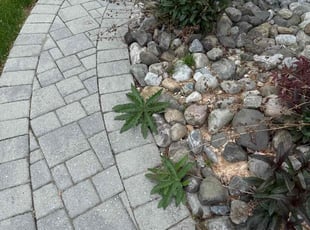 Weeding by Luiz Gosling De Oliveira for Takiko J. in Laurel, MD