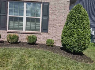 Bush Trimming by Amie Simpson for Evan J. in Lexington, KY