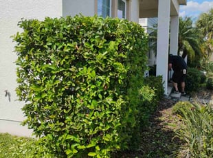 Bush Trimming by Cedric Lee for Aida H. in Odessa, FL
