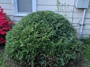 Bush Trimming by Matthew Petrucci for Manuel R. in Lorain, OH