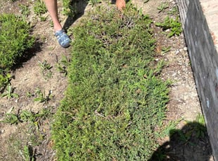 Bush Trimming by Franklin McCarter for Jelani W. in Whitestown, IN