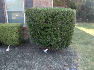 Bush Trimming by Elias Carrillo for Ronda R. in Forney, TX