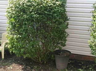 Bush Trimming by Jim Swigert for Elizabeth H. in Massillon, OH