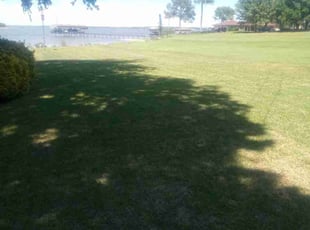 Laura B.'s Lawn Mowing service result