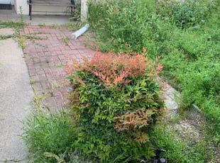 Bush Trimming by Jonathan Allen for Kimberly D. in Sacramento, CA