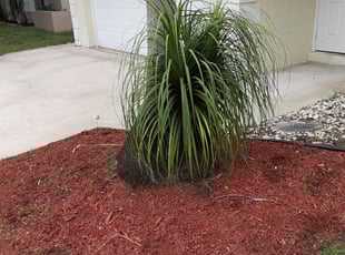 Weeding by Roberto Hernandez for Luke L. in Wellington, FL