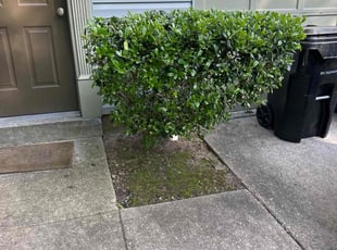 Bush Trimming by Luiz Gosling De Oliveira for Jonathan J. in Laurel, MD