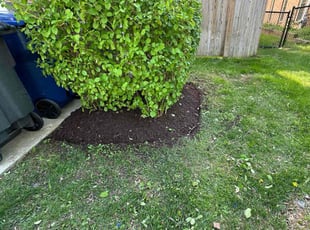 Mulching by Fidel Rodriguez for Matthew R. in Falls Church, VA