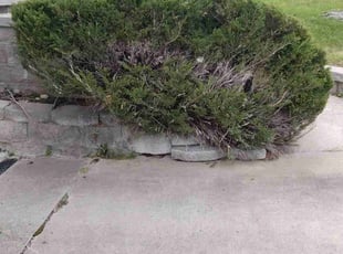 Bush Trimming by Rob Williams for Nazdar Y. in Morgantown, WV