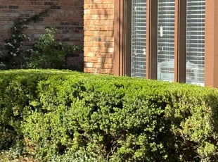 Bush Trimming by Zachary Saldana for Cathryn S. in Lubbock, TX