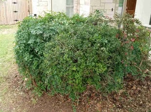 Bush Trimming by Robert Camacho for Matthew M. in Austin, TX