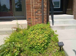 Declan H.'s Bush Trimming service result