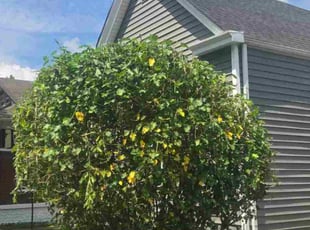Julie H.'s Bush Trimming service result