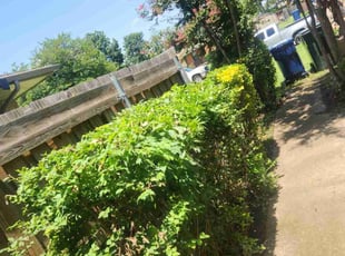 Eric T.'s Bush Trimming service result