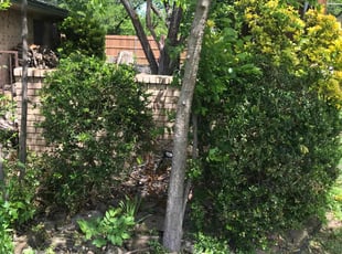 Bush Trimming by Juan Uribe for Tracy C. in Grand Prairie, TX