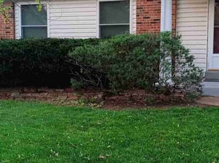 Bush Trimming by Aric Haskell for Benjamin B. in Fenton, MO