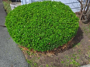 Bush Trimming by Daniel Chisholm for Cheyanne M. in Olyphant, PA