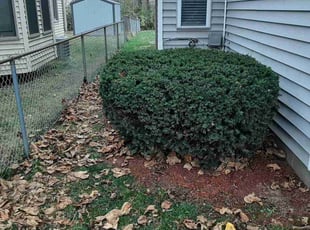Kevin R.'s Bush Trimming service result