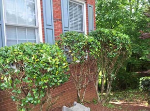 Bush Trimming by Rickey Mccoy for Daewoong K. in Suwanee, GA
