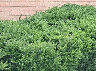 Bush Trimming by Matt Melvin for Larry H. in Memphis, TN