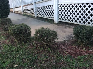 Bush Trimming by Nick Reaves for Judy P. in Rock Hill, SC
