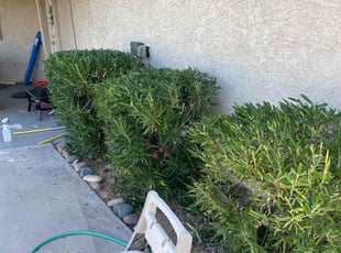 Bush Trimming by Andrew Hoodzow for Bernadette C. in Mesa, AZ