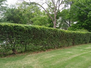 Bush Trimming by Sheila Twiggs for John P. in Atlanta, GA